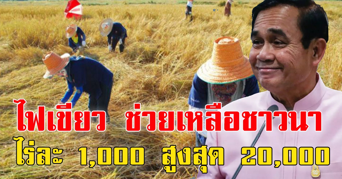 ไฟเขียว เงินช่วยเหลือชาวนา เพิ่มเติม 1,000 ต่อไร่ สูงสุด 20,000