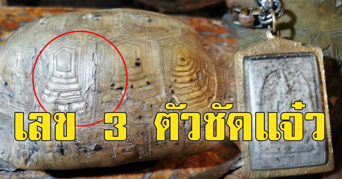 ขอเลข เต่ากระดองลายพระสมเด็จ เห็นเลข 3 ตัวชัด