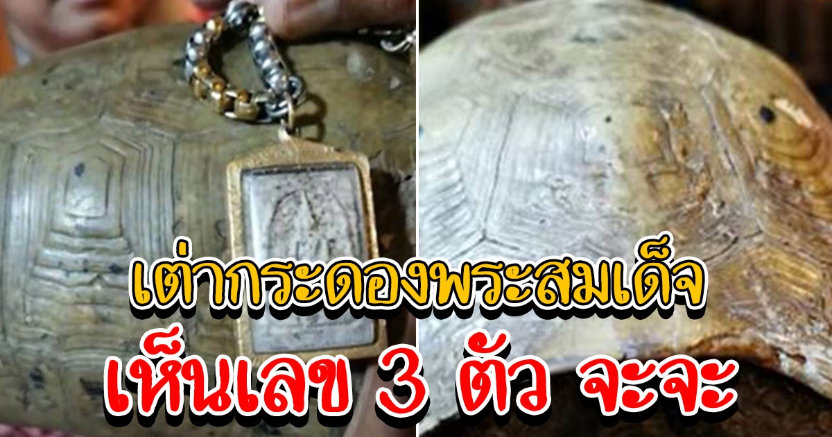 เต่าหับกระดองลายพระสมเด็จ ชาวบ้านเห็นเลข 3 ตัว