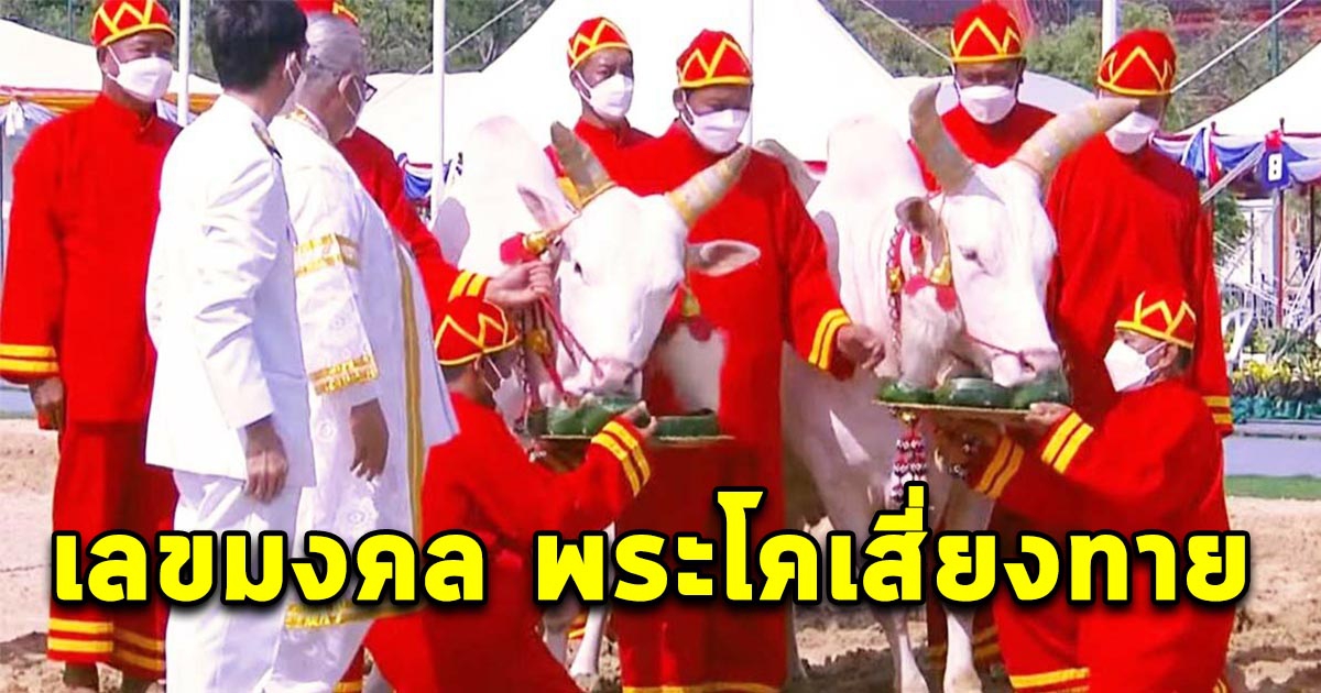 เลขมงคล พระโคเสี่ยงทาย