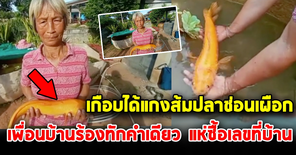 ป้าวัย 67 เจอ ปลาช่อนเผือก กะเอามาทำแกงส้มซดร้อนๆ เพื่อนบ้านเห็นรีบร้องทัก แห่ซื้อเลขที่บ้าน