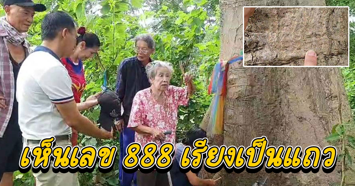 แห่ขอเลขผึ้งหลวงต้นงิ้วแม่ย่านาง เห็นเลข 888 เรียงเป็นแถว