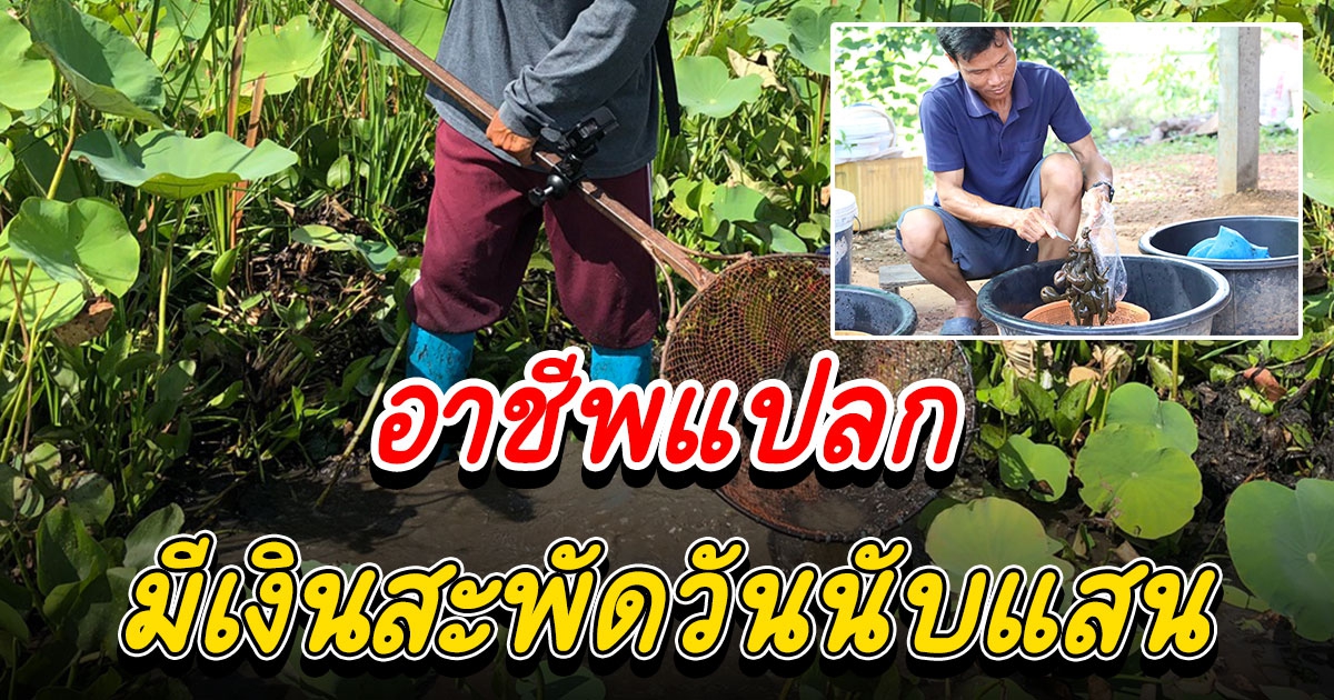 หมู่บ้านสุดแปลกล่าปลิงควายส่งขายจีน มีเงินสะพัดวันนับแสน