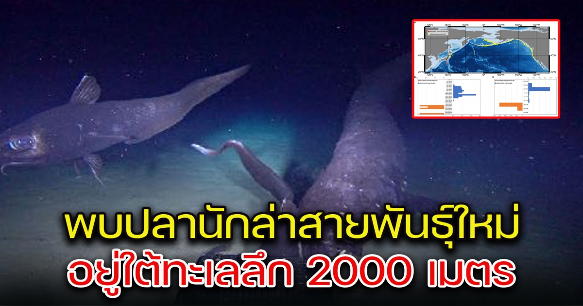 ญี่ปุ่นพบปลานักล่าสายพันธุ์ใหม่ อยู่ใต้ทะเลลึก 2000 เมตร