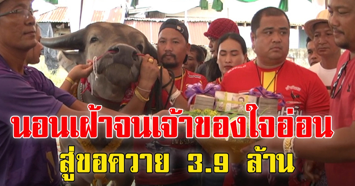 นอนเฝ้าจนเจ้าของใจอ่อน หอบสินสอด 3.9 ล้าน สู่ขอควายงาม เจ้าบุญเติม