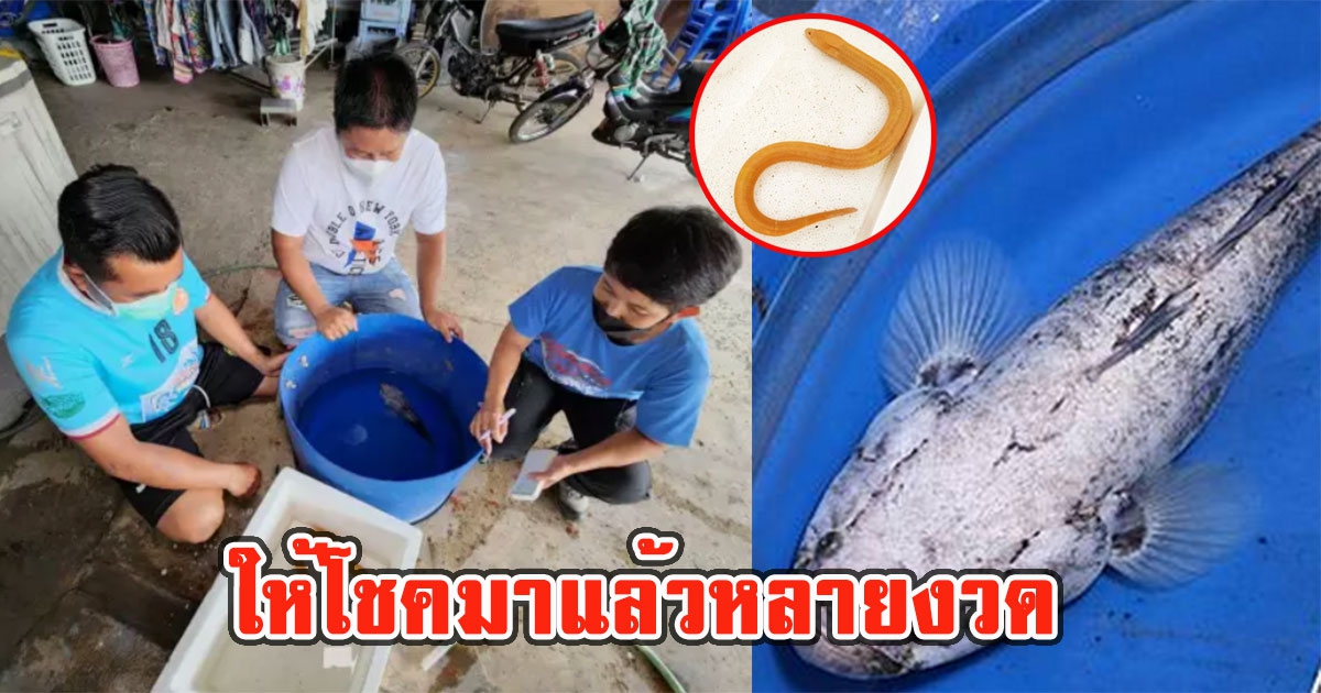 หนุ่มจับ ปลาไหลทอง ปลาบู่เงิน ให้โชคมาแล้วหลายงวด