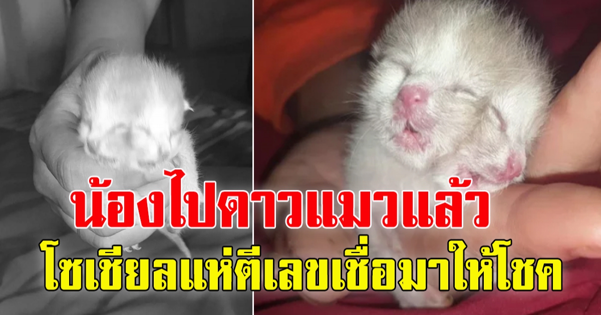 เศร้า ถุงเงิน-ถุงทอง ลูกแมวสองหน้า  หลังสู้ชีวิต 4 วัน