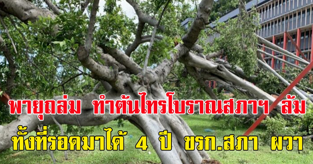 พายุถล่ม ทำต้นไทรโบราณสภาฯ ล้ม ทั้งที่รอดมาได้ 4 ปี