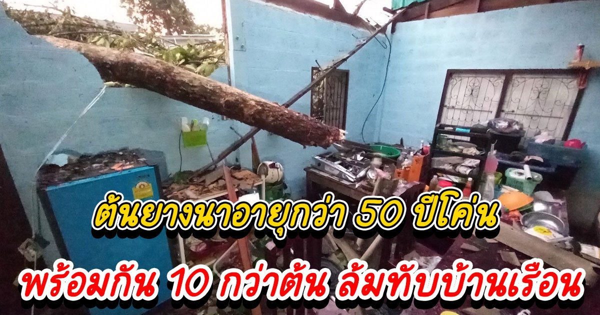 ต้นยางนาอายุกว่า 50 ปี 10 กว่าต้น ล้มทับบ้านเรือนประชาชนหลังเกิดฝนตกหนักในพื้นที่