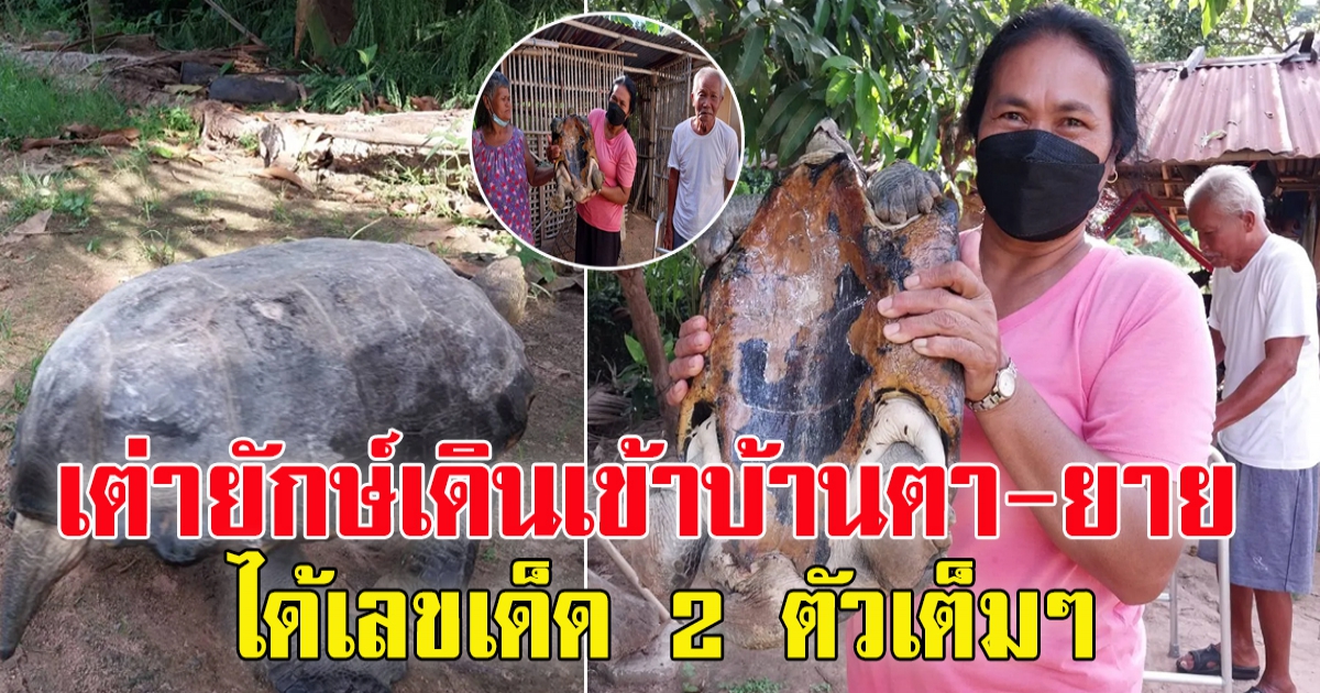 ฮือฮา เต่ายักษ์ เดินเข้าบ้านตา-ยาย