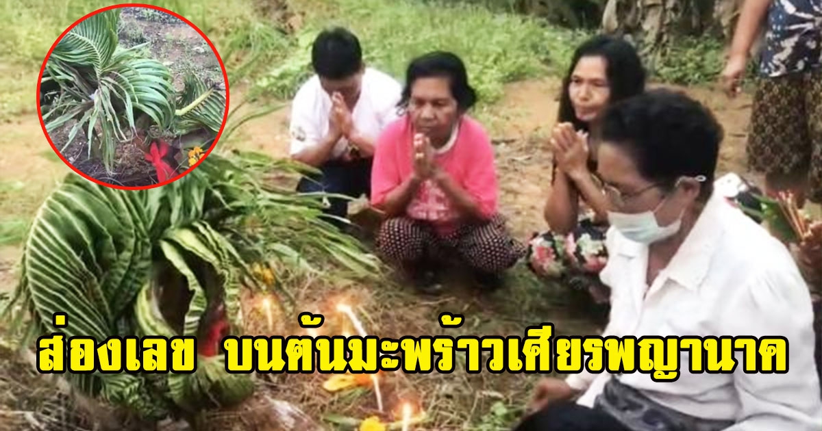 ชาวบ้าน จุดธูปส่องเลข บนต้นมะพร้าวเศียรพญานาค