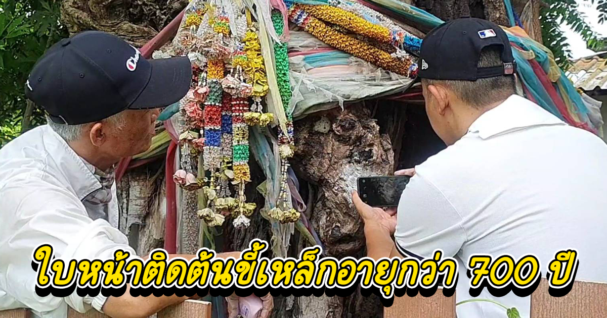 ใบหน้าติดต้นขี้เหล็กอายุกว่า 700 ปีโบราณ ขอโชค 2-3ตัวโผล่ชัดเจน