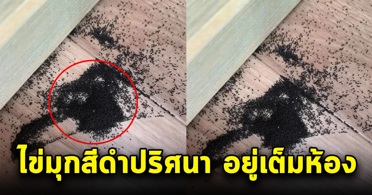 สาวพบเม็ดดำคล้าย ไข่มุกดำ กระจายเต็มห้อง รีบโพสต์ถามลงโซเชียล เจอคำตอบเข้าไป รีบทิ้งอย่างด่วน