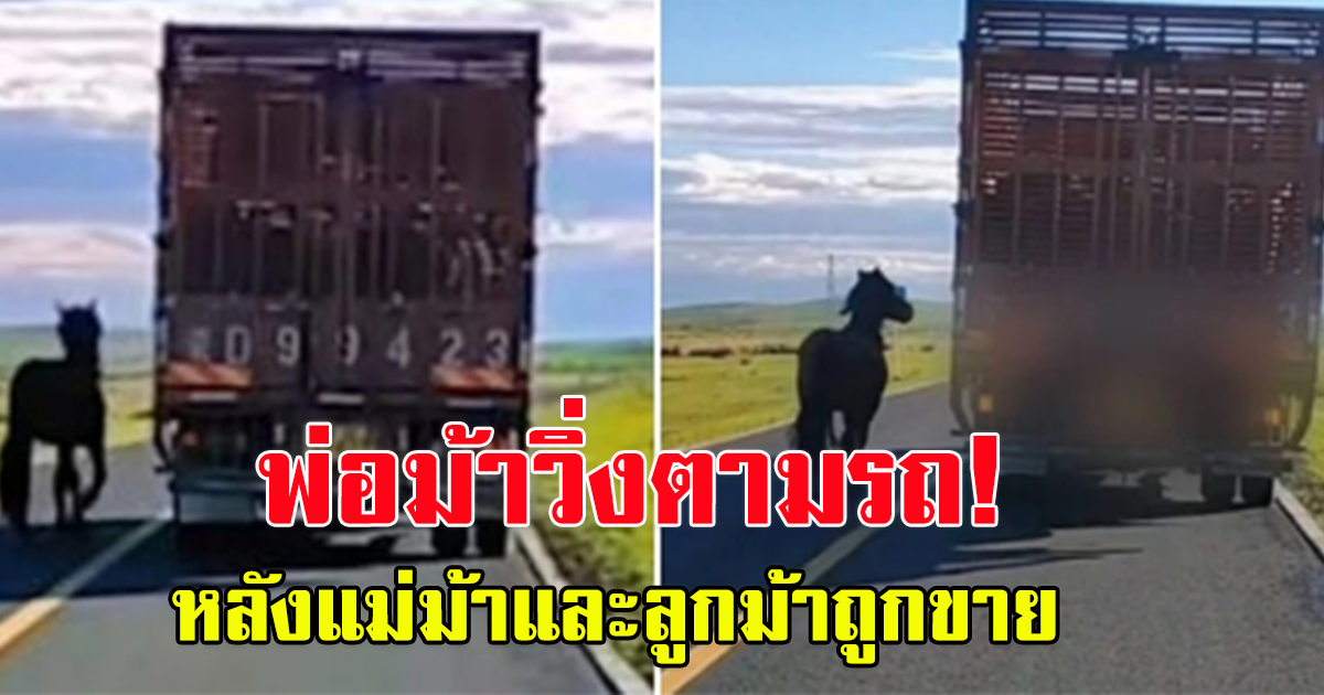 สะเทือนใจ พ่อม้าวิ่งตามรถ หลังแม่ม้าและลูกม้าถูกขาย