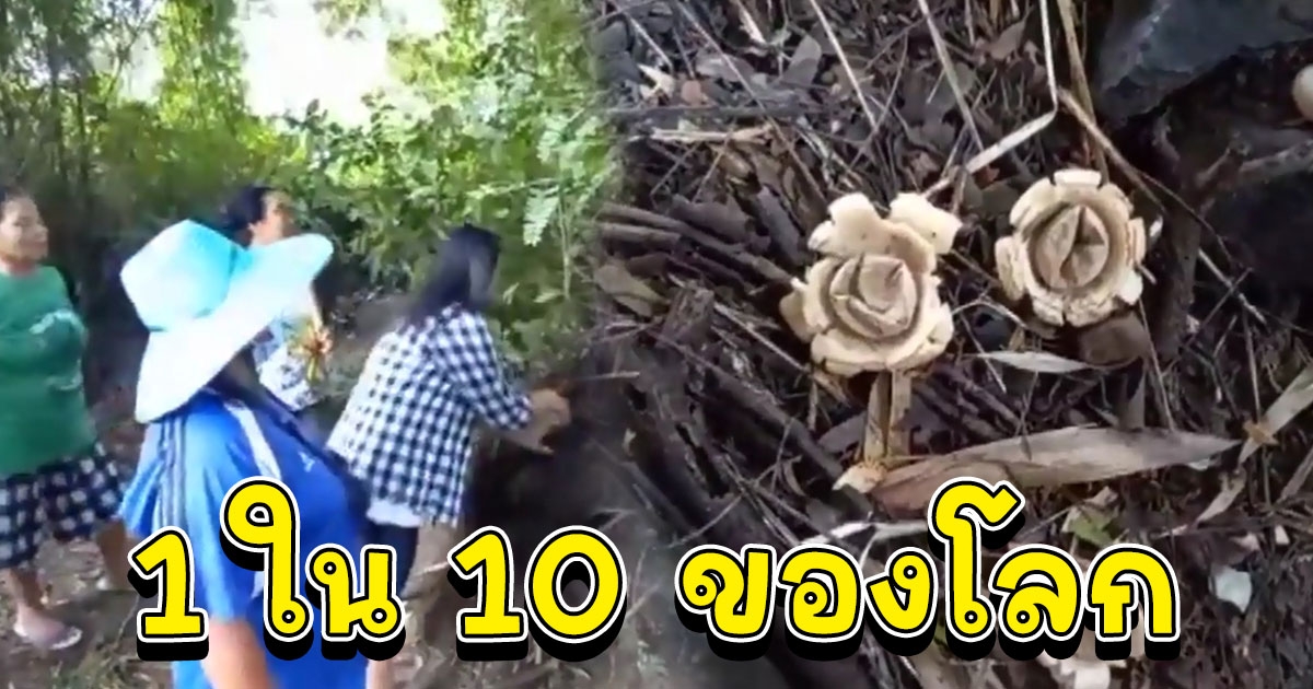 ฮือฮาชาวบ้านพบเห็ดดาวดิน 1 ใน 10 ของโลก ไม่พลาดขอเลข