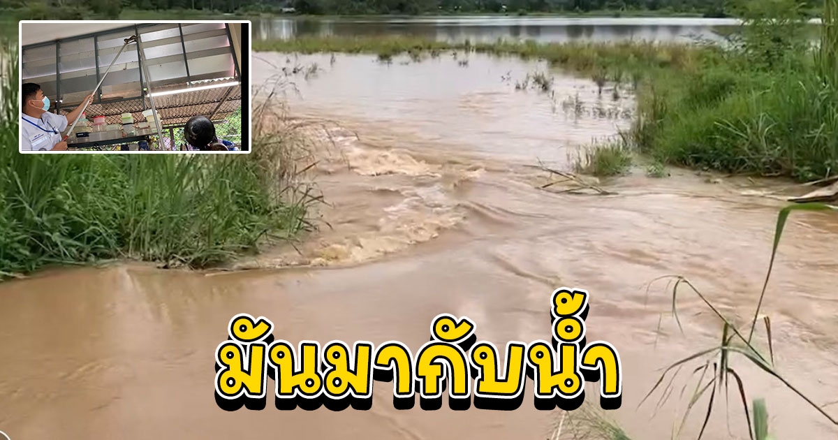 น้ำป่าพางูเหลือมเข้าบ้าน ระดับน้ำยังทรงตัวท่วมไร่นาบางส่วน