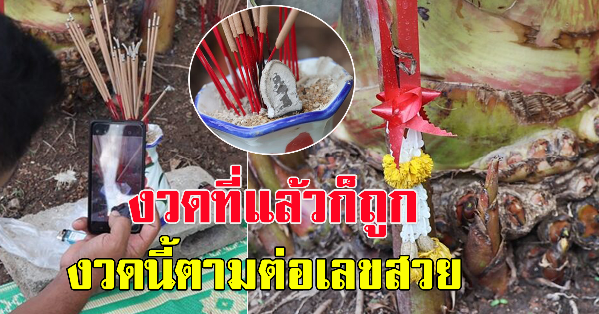 ฮือฮา ต้นกล้วยด่างแปลก ออกหน่อ คล้ายฐานดอกบัวรอบลำต้นใหญ่