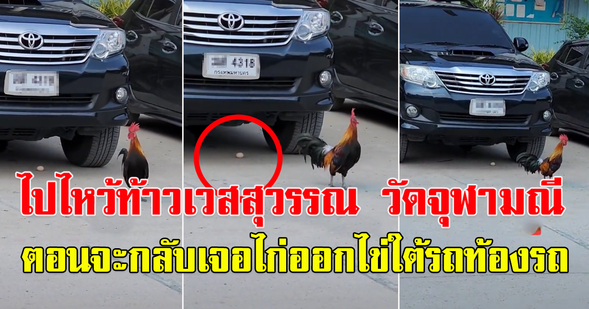 ไปไหว้ท้าวเวสสุวรรณ วัดจุฬามณี ตอนจะกลับเจอไก่ออกไข่ใต้รถท้องรถ