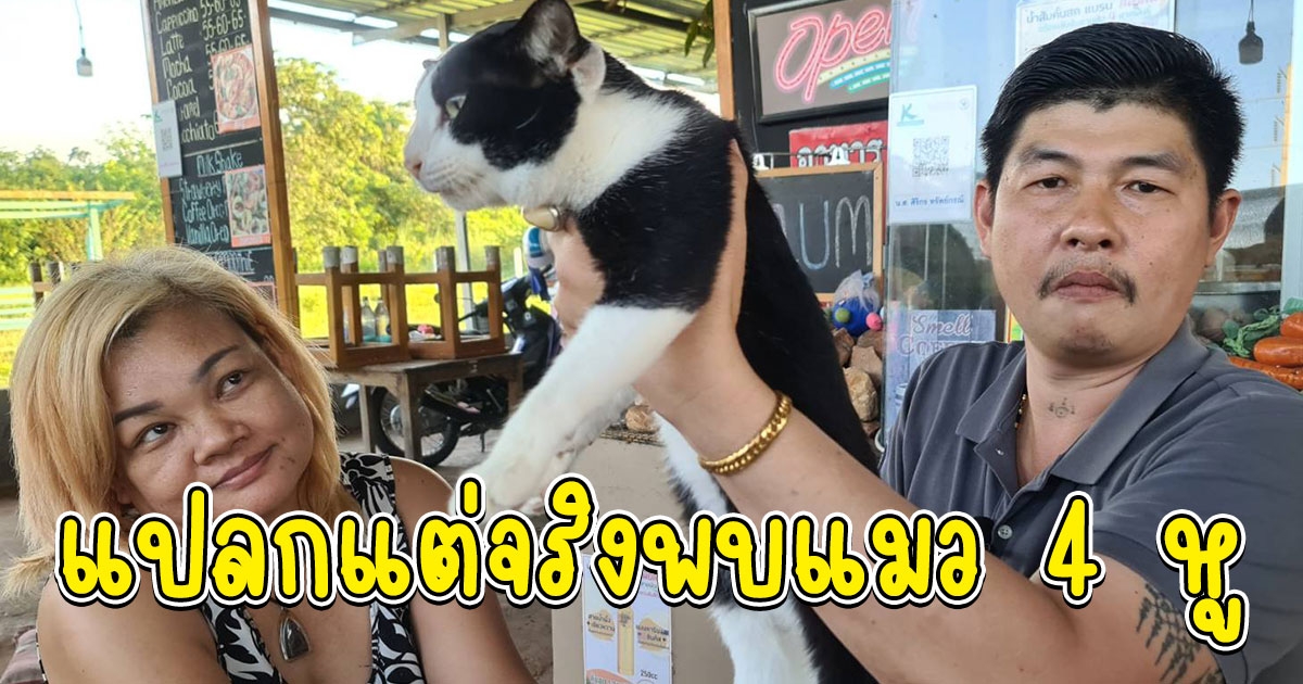 แปลกแต่จริงพบแมว 4 หู น้องเจ้าคุณ ผู้เลี้ยงเชื่อเป็นแมวให้โชค คาดมีตัวเดียวในไทย