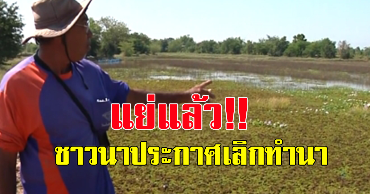 ชาวนาถึงกับต้องเลิกทำนา หลังทนขาดทุนไม่ไหว