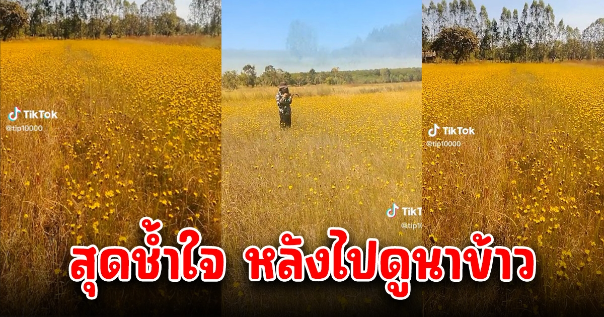 สาวสุดช้ำ ทำนาหวังจะได้ข้าว พอไปดูอีกที อยากจะร้องไห้