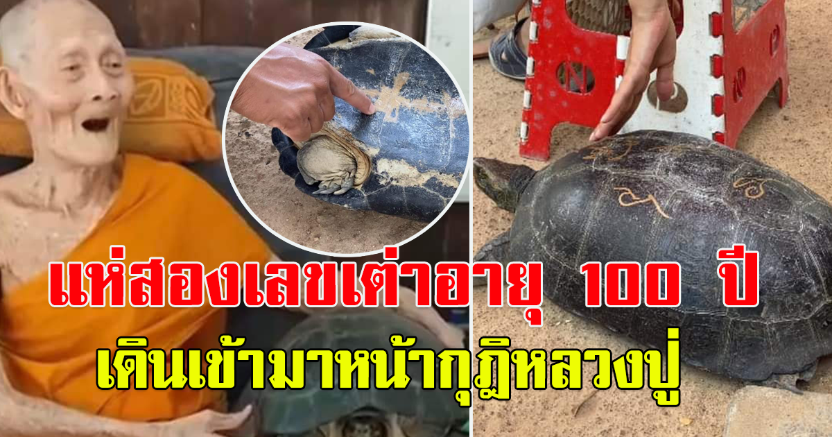 ชาวบ้านมาทำบุญฮือฮา เต่านาน้ำหนัก กว่า 10 กิโลกรัม เดินเข้าในวัด