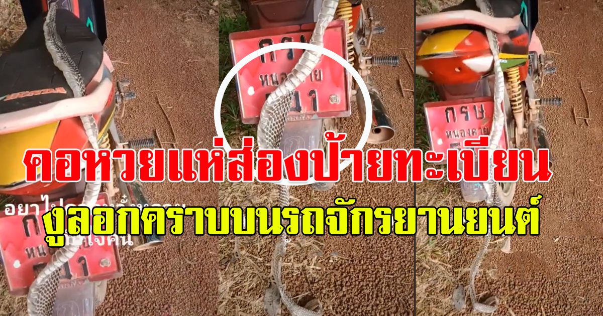 พากันซูมทะเบียนป้ายแดง รถจักยานยนต์
