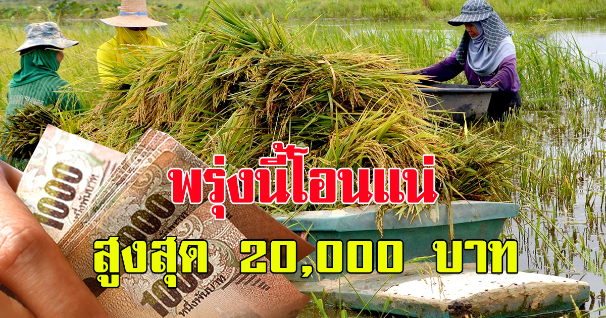พรุ่งนี้ โอนแน่ เงินช่วยเหลือชาวนา ไร่ละ 1,000 ครัวเรือนละ 20,000