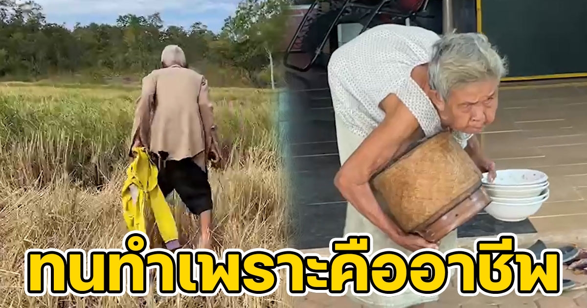 สองสามีภรรยาวัย 80 สู้ชีวิต ลุยเกี่ยวข้าวในนาแม้วัยจะชรา ราคาข้าวตกต่ำ ก็ทนทำเพราะคืออาชีพ