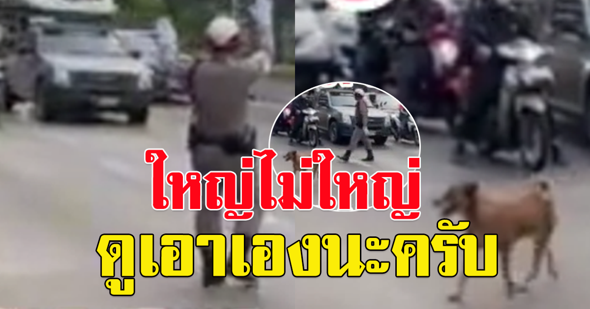 ตำรวจโบกรถให้หยุด เพื่อรอให้ข้ามถนน