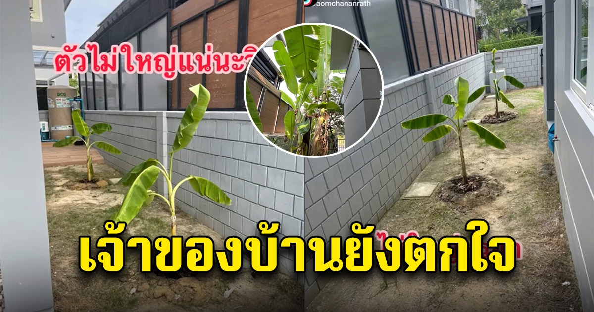 เจ้าของบ้านปลูกกล้วยขันหมากข้างรั้วบ้าน ผ่านไปไม่นาน ตกใจหนักมาก