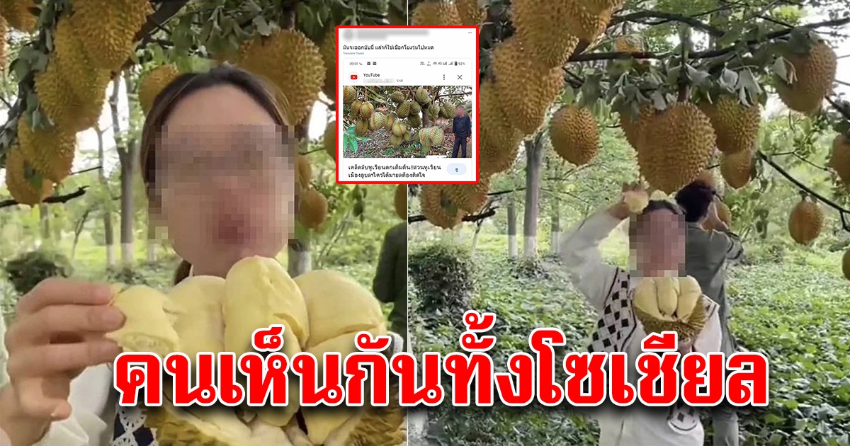 สาวพาไปดูสวนทุเรียน ออกลูกดกเต็มต้น สังเกตรอบๆ งานนี้โป๊ะแตกเต็มๆ