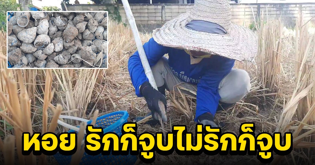 ชาวบ้านขุดหา หอย รักก็จูบไม่รักก็จูบ ของหายากในดิน หลังฤดูเก็บเกี่ยวมากินขาย