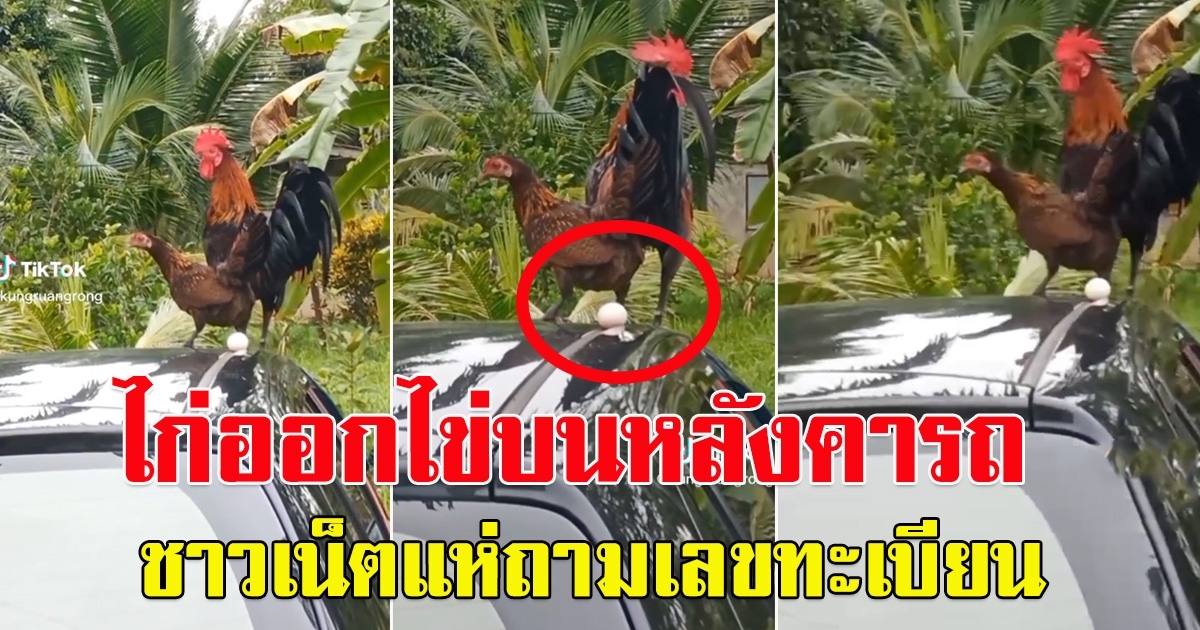 แม่ไก่ออกไข่บนหลังคารถ โซเชียลถามเลขทะเบียนอะไร