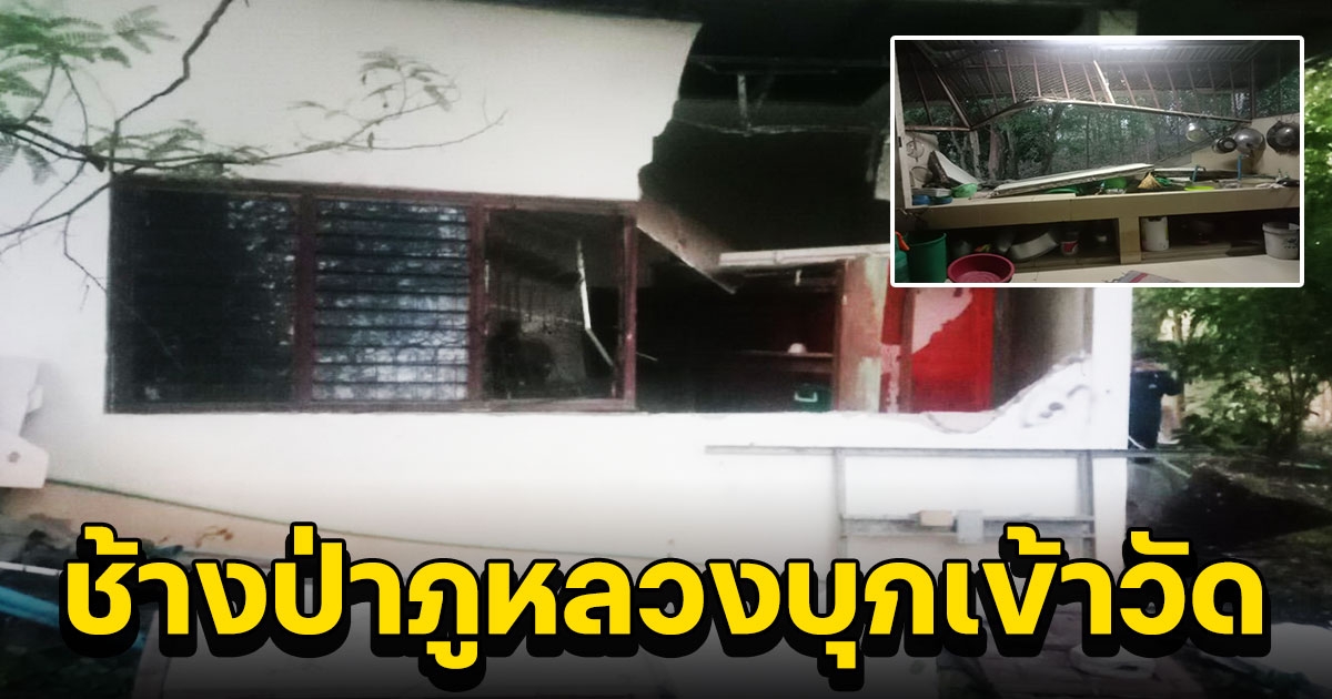 ช้างป่าภูหลวงบุกเข้าวัดพังโรงครัวและกุฎิ