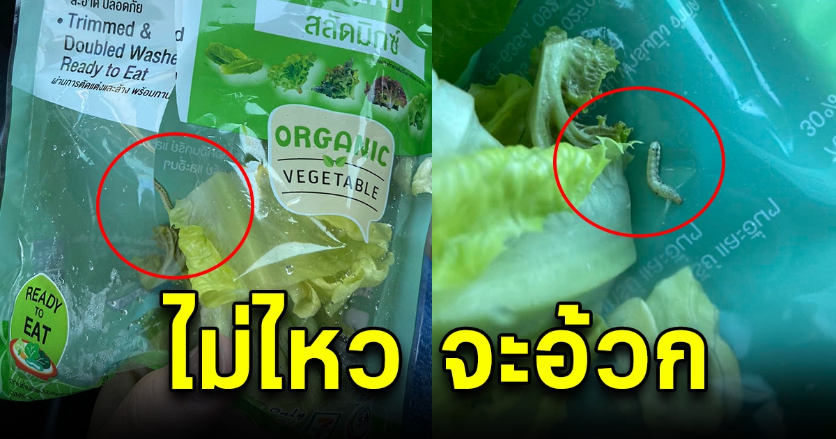 หนุ่มซื้อผักสลัดมากิน กำลังจะกินคำสุดท้าย สะดุดตา มีอะไรขยับได้
