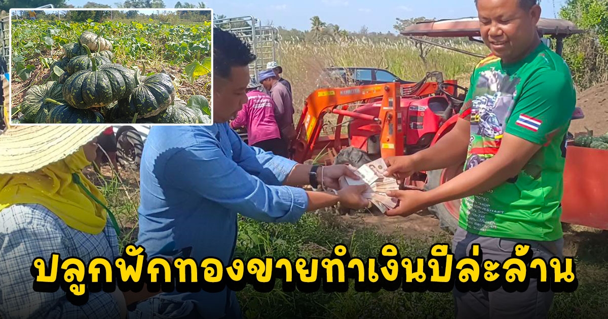 เคยปลูกมันสำประหลังได้เงินน้อย เกษตรกรสาวชาวอ.ซับใหญ่ พลิกชีวิตปลูกฟักทองขายทำเงินกว่าปีล่ะล้าน