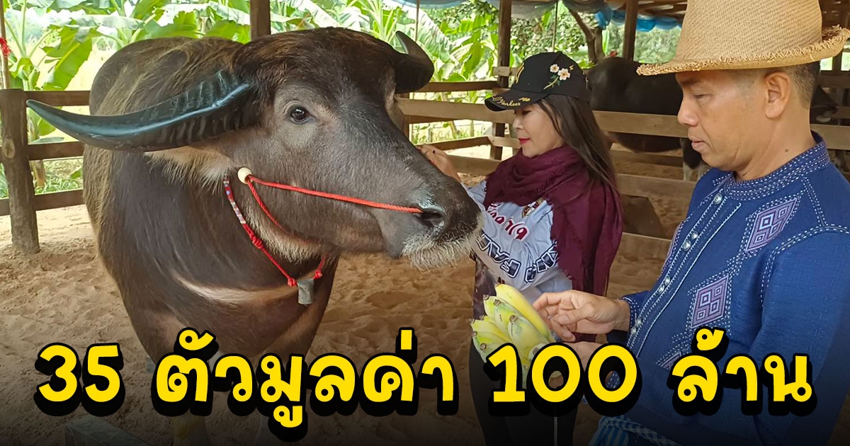 ดีเจดังเมืองชัยภูมิผันชีวิตมาเลี้ยงควายไทย มูลค่าตัวล่ะกว่า 15 ล้าน