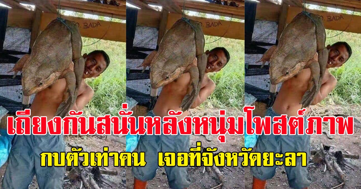 เถียงกันสนั่น หลังหนุ่มโพสต์ภาพกบตัวเท่าคน