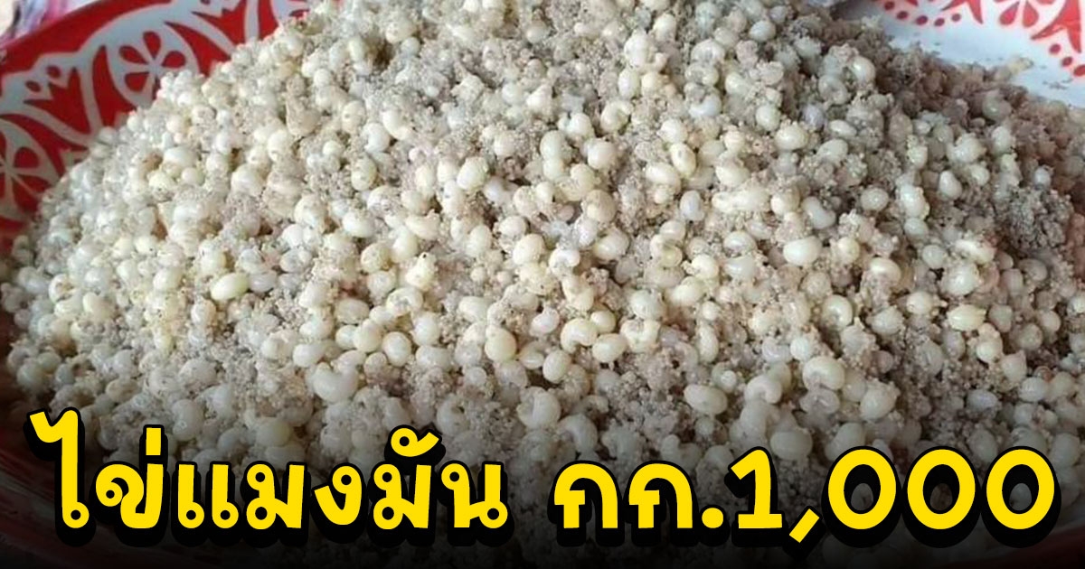 ชาวบ้านออกหาขุดเต้งไข่แมงมันขาย สร้างรายได้ 1 ปีมี 1 ครั้ง ราคา กก.1,000