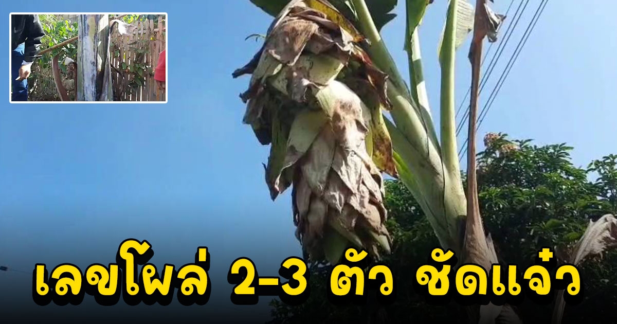 แห่ขอโชค กล้วยนวลงวงช้างสองตัวโผล่ริมถนน ส่องเลข 2-3 ตัว เห็นชัดแจ๋ว