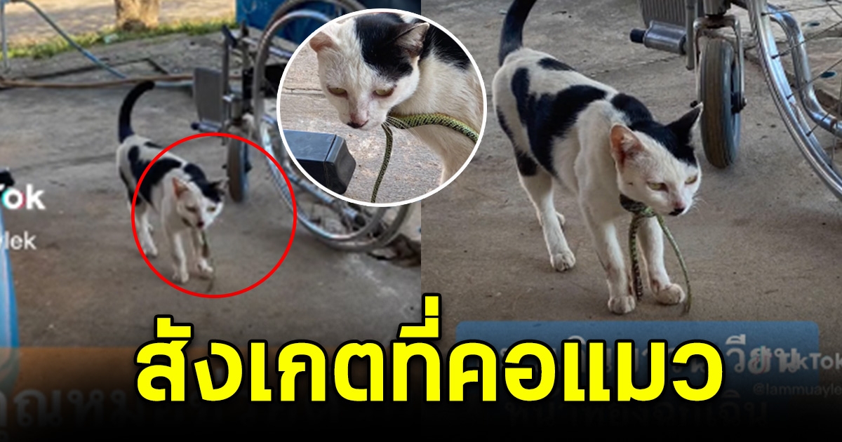สาวเห็นเจ้าแมวเหมียว เดินโซเซเข้ารพ. แต่สังเกตที่คอ