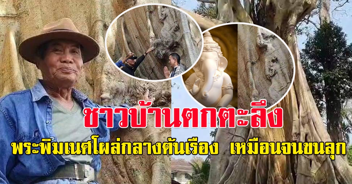 ชาวบ้านแห่กราบไหว้ พระพิฆเนศโผล่กลางต้นเรืองโบราณอายุกว่า 500 ปี