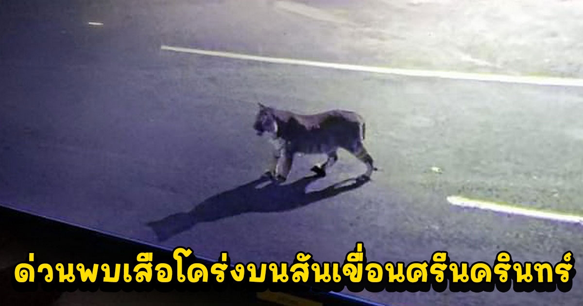ด่วน พบเสือโคร่งเดินสบายใจเฉิบบนสันเขื่อนศรีนครินทร์ นายก เอราวัณ แจ้งเตือน หวั่นได้รับอันตราย