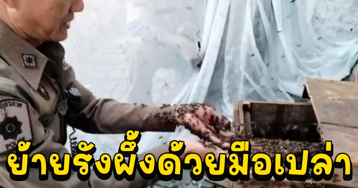 เปิดใจ จ่านรินทร์ ย้ายรังผึ้งช่วยชาวบ้านด้วยมือเปล่ามาแล้วกว่า 100 รัง