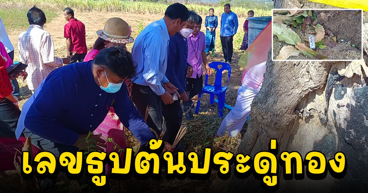 ชาวบ้านบุฉนวนไหว้ต้นประดู่ทองอายุกว่าร้อยปี ได้เลข 3 ตัว