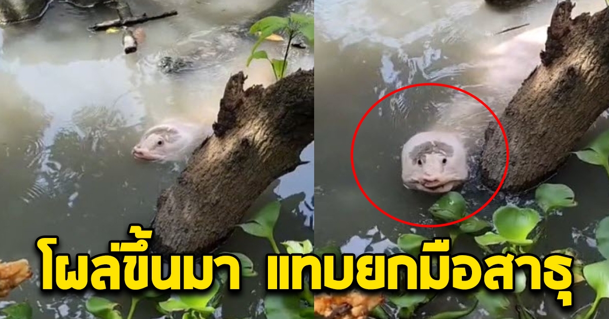 สาวเห็นตะพาบเผือก เลยป้อนอาหาร น่าเอ็นดูมาก หาดูยากแล้ว