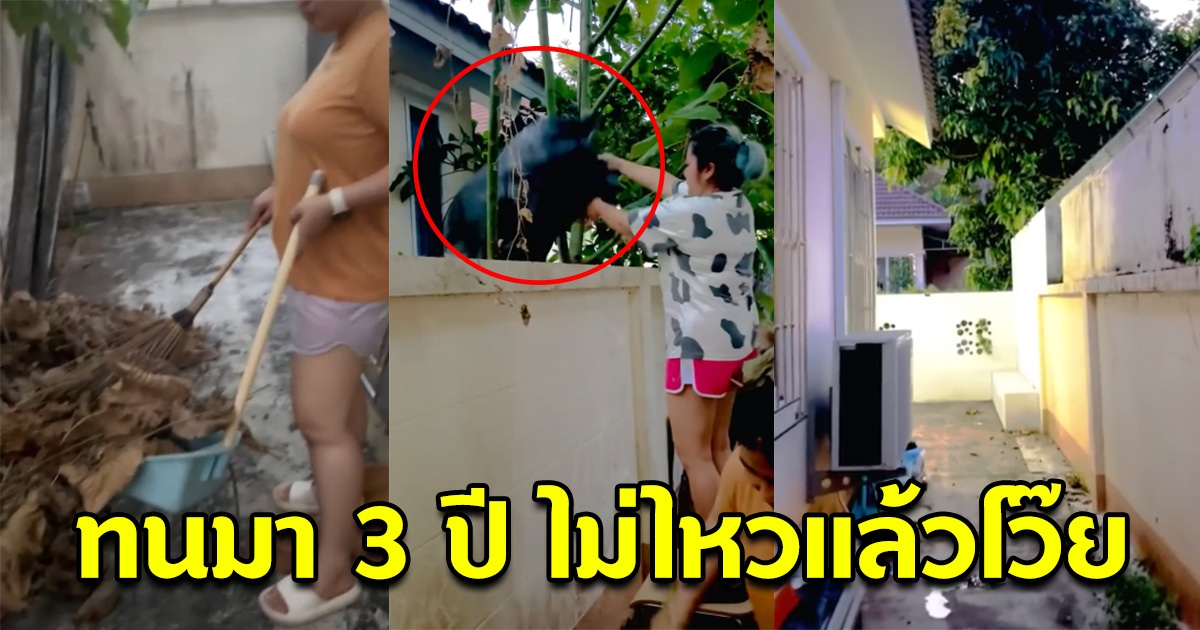 ทนมา 3 ปี ไม่ไหวแล้วโว๊ย เพื่อนบ้านปลูกต้นไม้ ไม่ดูแลใบร่วงใส่ข้างบ้าน สุดท้ายเจอเอาคืน แต่โซเชียลแห่เตือน