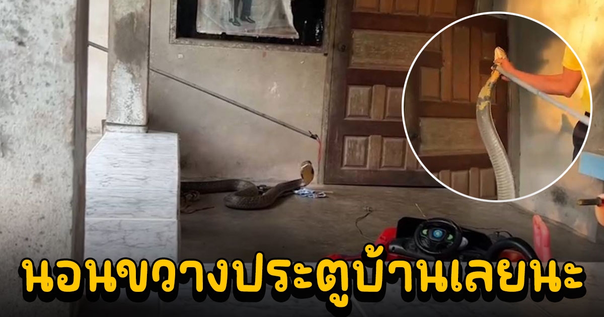 ลุงตื่น เข้าบ้านเจอจงอาง 4 เมตร นอนขวางประตูบ้าน เชื่อให้โชค