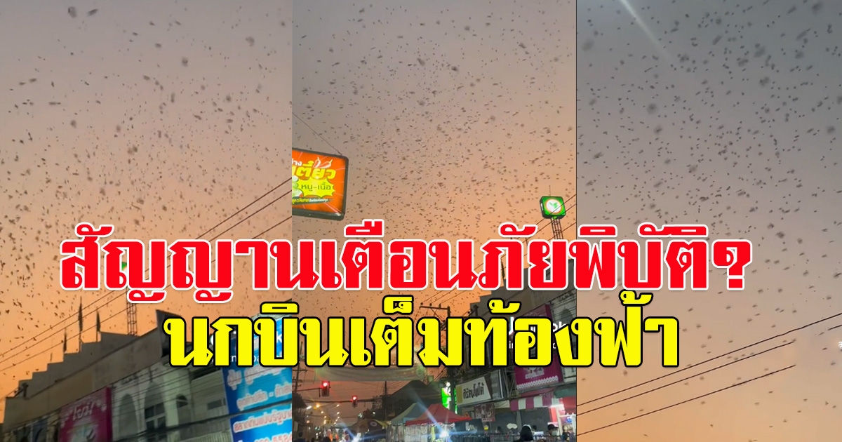 ฝูงนกบินเต็มท้องฟ้า ชาวโซเลียล เผยสัญญาณเตือนภัย